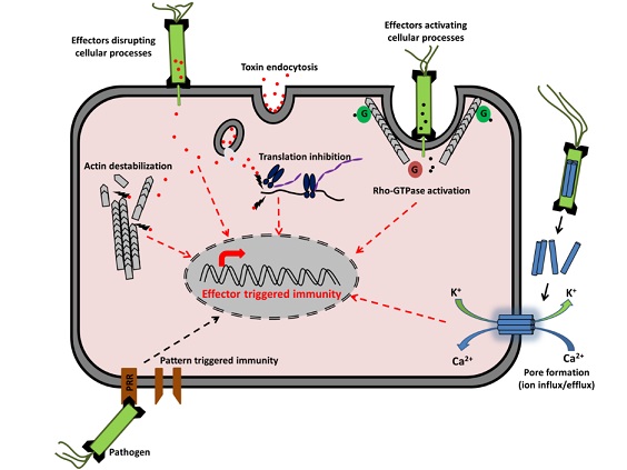 Research - host cell detection